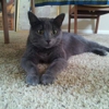 BEACH BABIES Professional Pet Sitters of Virginia Beach gallery