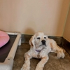 Sam's Green Paw gallery