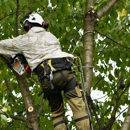 Tree Trimming Service - Tree Service