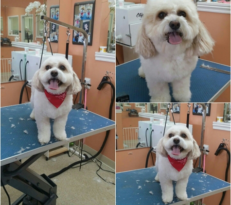 Pretty Paws Dog Grooming - Chantilly, VA. before&after