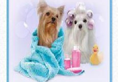 puppy scrubs grooming salon