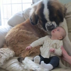 Cheshire Cat & Dog Too