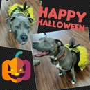 Hollywood Feed - Pet Supplies & Foods-Wholesale & Manufacturers