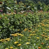 Johnson Family Farm gallery