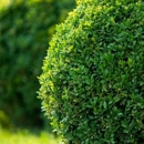 Scott's Lawn and Landscaping - Gardeners