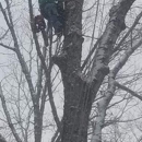 Greens Tree Service - Tree Service