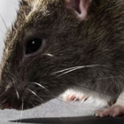 All Natural Pest Elimination