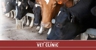 Allora Veterinary Clinic