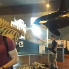 Whale Museum