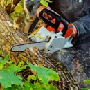 Action Jackson Tree Service - Tree Service