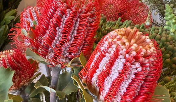 Wildly Abigail - Sandy Bay, TAS