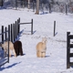 Apple Mountain Alpacas