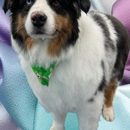 Outlaws Pet Grooming - Pet Grooming