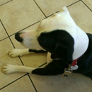 Wellesley Animal Hospital - Veterinary Clinics & Hospitals