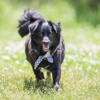 Camp Bow Wow Brighton Township gallery