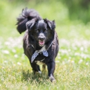 Camp Bow Wow Brighton Township - Camps-Recreational