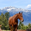 Flying Pig Adventures: Yellowstone Whitewater Rafting gallery