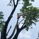 Timbershark - Tree Service