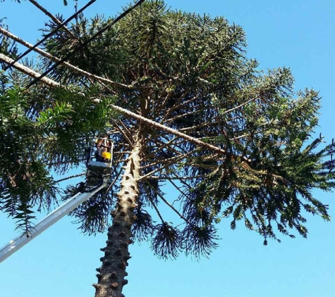 GTS Trees - Boonah, QLD