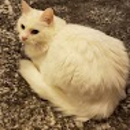 Cat Clinic of Johnson County - Veterinary Clinics & Hospitals