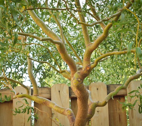 Casper Canopy Tree Care - Casper, WY