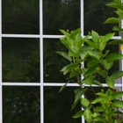 Golden Window Cleaning