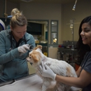 Wildlife Control St Paul - Animal Removal Services