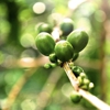 Menehune Coffee Company gallery