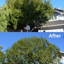 Natural Arbor Care - Tree Service