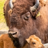 Alaska Wildlife Conservation Center gallery