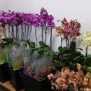 Mayesh Wholesale Florists Inc. North Phoenix - Wholesale Florists