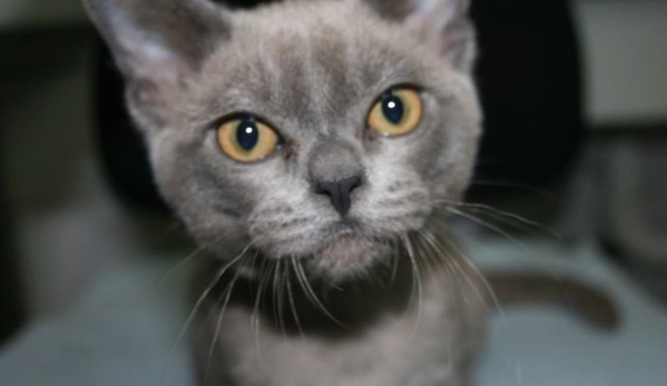 Maroondah Veterinary Clinic - Croydon, VIC