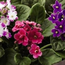 Callaway Country Florists - Gift Shops