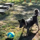 Koda's Canine Academy - Pet Training