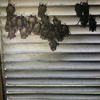 Critter Control of New Bedford gallery