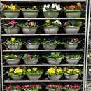 Cedar Lane Farms Inc