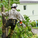 Princeton Tree Care - Tree Service