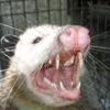 Wildlife & Environmental Solution gallery