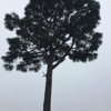 Precision Tree Care & Removal gallery