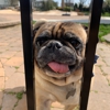 Big Business Scoopers gallery