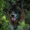 Paws to Consider gallery