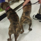 PetSmart