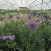 Whitetail Acres Nursery, Landscaping, and Reindeer Farm gallery
