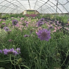 Whitetail Acres Nursery, Landscaping, and Reindeer Farm