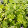 Deep Roots Garden Center gallery
