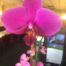 Thai Orchids Restaurant - Thai Restaurants