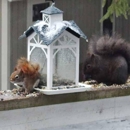 TAAP Pest Elimination, Inc. - Pet Services