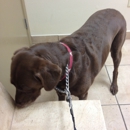 4 Corners Animal Hospital - Veterinary Clinics & Hospitals