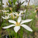 Waterfall Gardens - Ponds & Pond Supplies