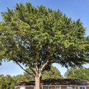 Dozier Tree Service - Tree Service